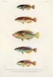 LABROIDEI: SILVER STREAKED RAINBOWFISH, THREE-LINED RAINBOWFISH, CUT-RIBBON WRASSE, (stethojulis renardi, trilineata, kalosoma)