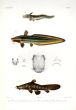 SILURUS - PLOTOSUS MICROCEPHALUS, PLOTOSUS ARAB, CHACA -  ESTUARY CATFISH, STRIPED EEL CATFISH, FROGMOUTH CATFISH print