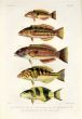 LABROIDEI: GUNTHER'S,  PURPLE, BARRED, JANSEN’S WRASSE print (Julis Guntheri, Umbrostigma, Quadricolor, doralis, Janseni)