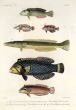 LABROIDEI: CIGAR, DRAGON or ROCKMOVER,  SEAGRASS WRASSE print (Cheilio inermis Novaculichthys taeniourus, Macrolepidotus)
