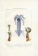 FERUSSAC - MARINE LIFE PL. 2: THE HOOKED SQUID print (ONYCHOTEUTHIS) 1834 - 1835