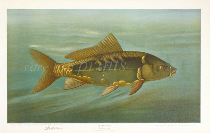 THE MIRROR CARP print (Cyprinus carpio)