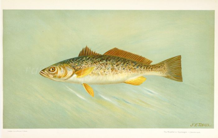 THE WEAKFISH or SQUETEAGUE print ( Cynoscion regale)