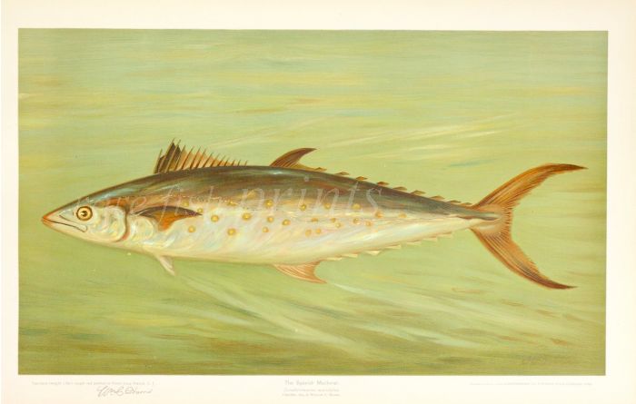THE SPANISH MACKEREL print ( Scomberomorus maculatus)