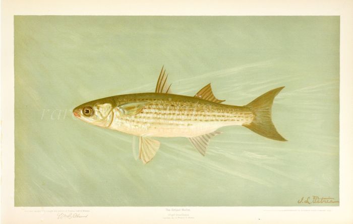 THE STRIPED MULLET print ( Mugil brasiliensis)