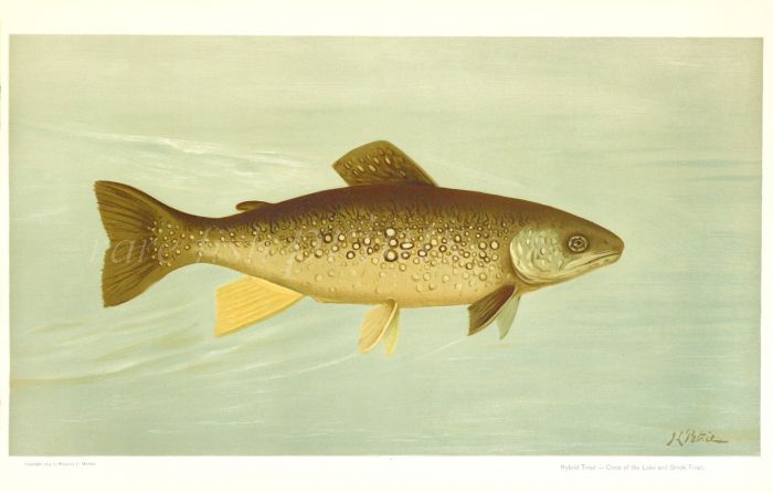 THE HYBRID TROUT print - Cross between the Lake Trout and Brook Trout. 