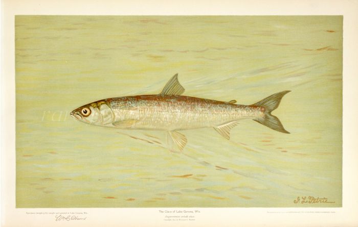 THE CISCO OF LAKE GENEVA Wis. print (Argyrosomus artedi sisco)