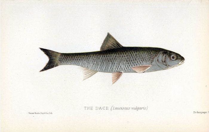 THE DACE print (Leuciscus vulgaris)