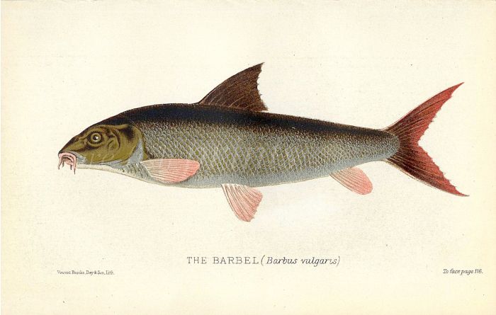 THE BARBEL print (Barbus vulgaris)