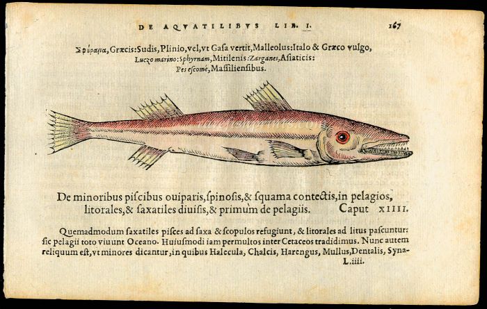 BELON WOODCUT FISH PRINTS - THE BARRACUDA 1553