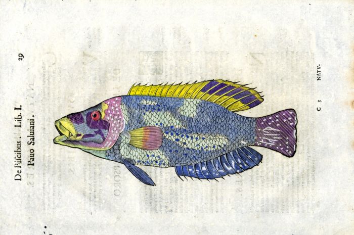 ALDROVANDI - THE PEACOCK WRASSE woodcut fish print 1638