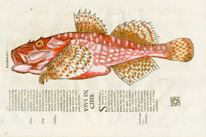 ALDROVANDI - THE SCORPION FISH  woodcut fish print 1638 
