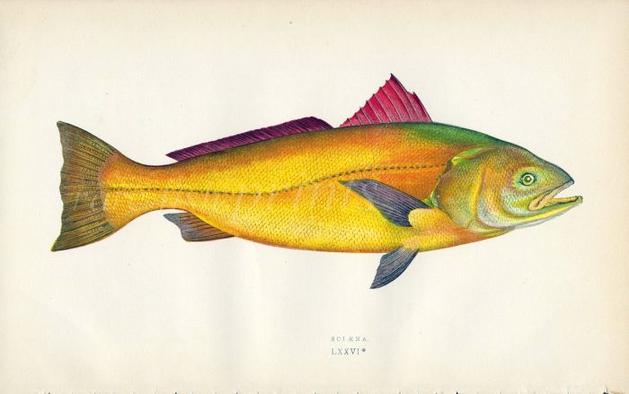 THE SCIAENA fish print