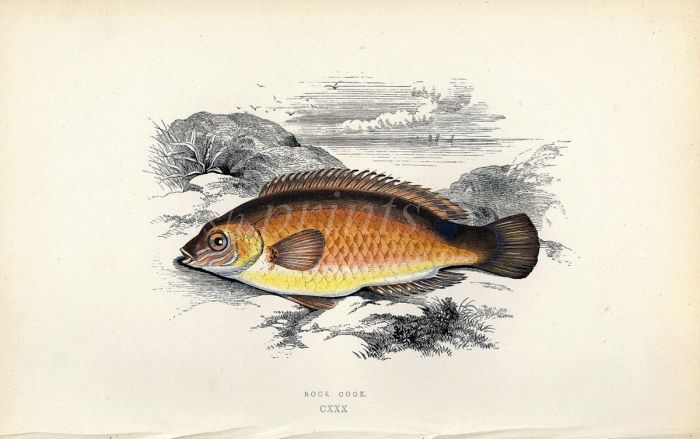 THE ROCK COOK WRASSE fish print