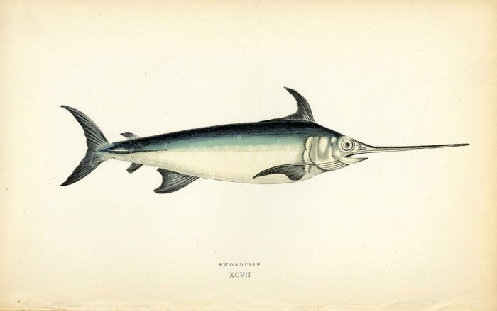 THE SWORDFISH print