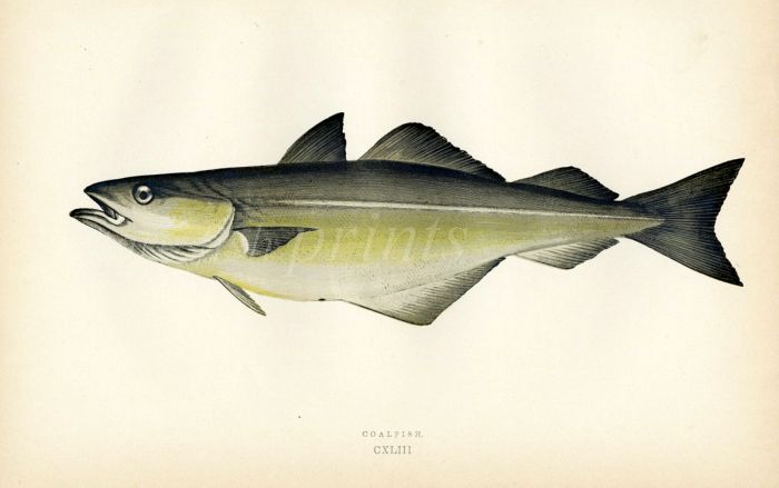 THE COALFISH print