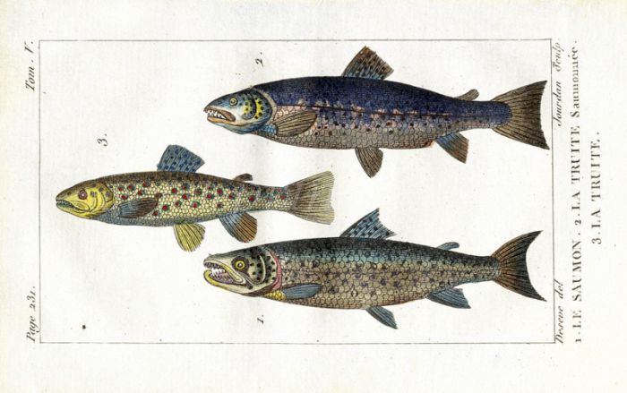 ALTLANTIC SALMON, SEATROUT, TROUT print