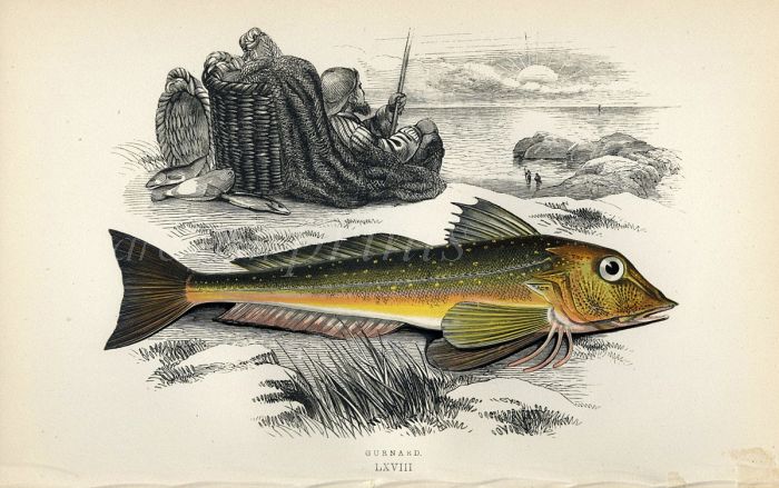 THE GURNARD fish print
