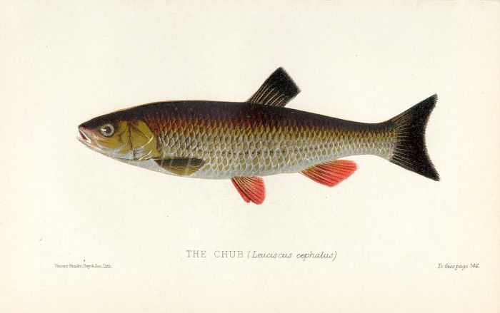 THE CHUB print ( Leuciscus cephalus)