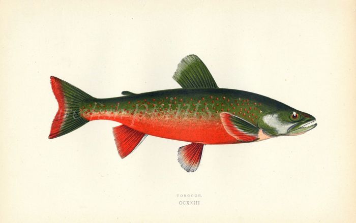 THE TORGOCH RED BELLY CHAR fish print