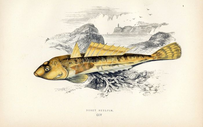 THE DUSKY SCULPIN fish print