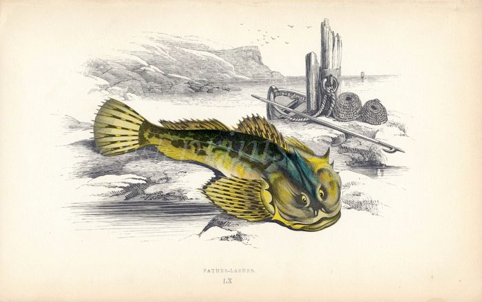 THE FARTHER-LASHER SCULPIN fish print