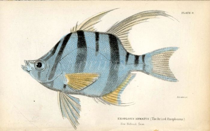 THE ARMED ENOPLOSSUS print