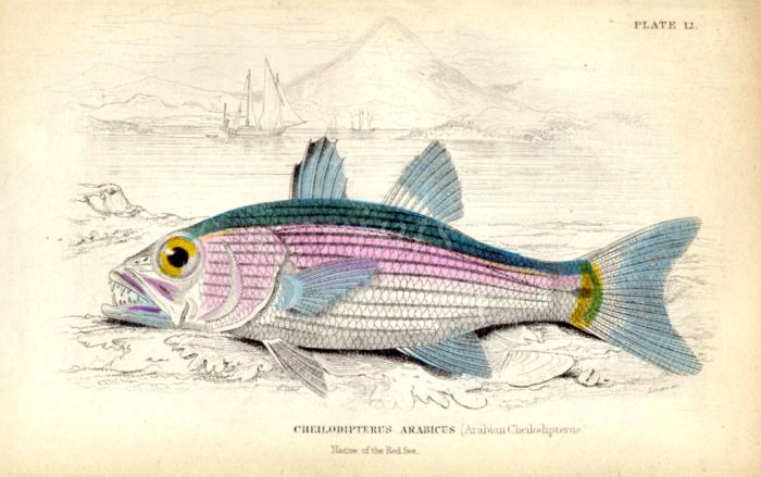 THE ARABIAN CHEILODIPTERUS print
