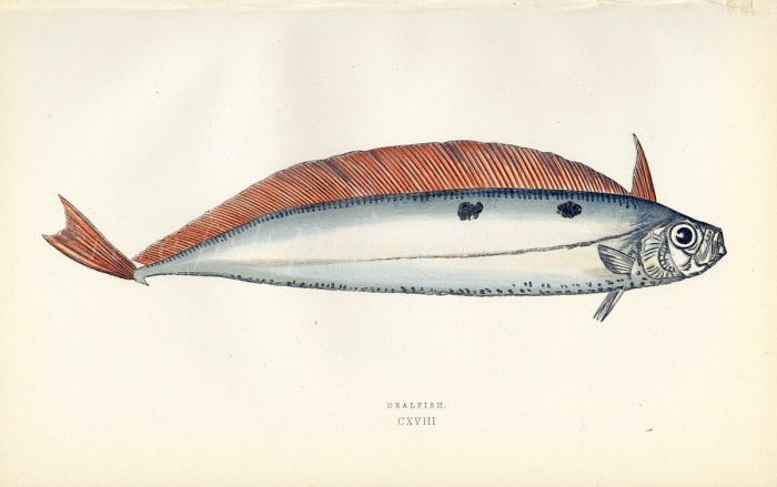 THE DEALFISH print