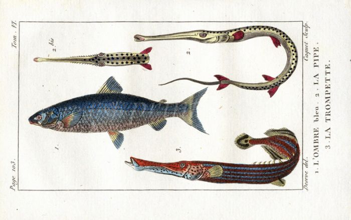 BLUE SALMON, PIPE & TRUMPETFISH print