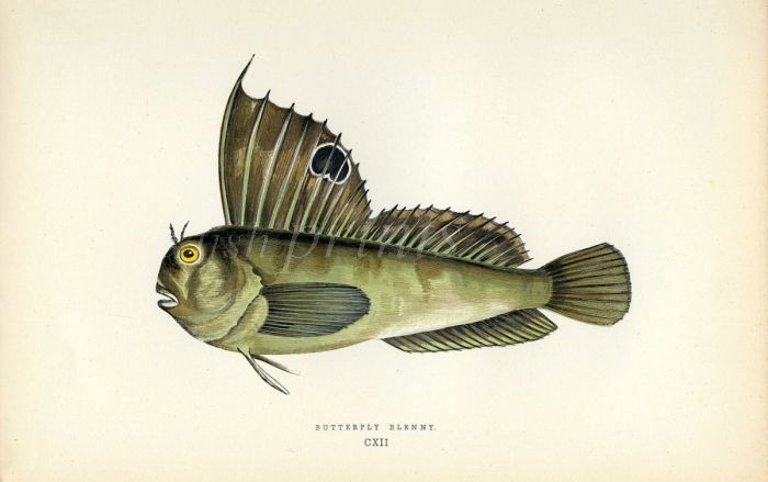 THE BUTTERFLY BLENNY fish print