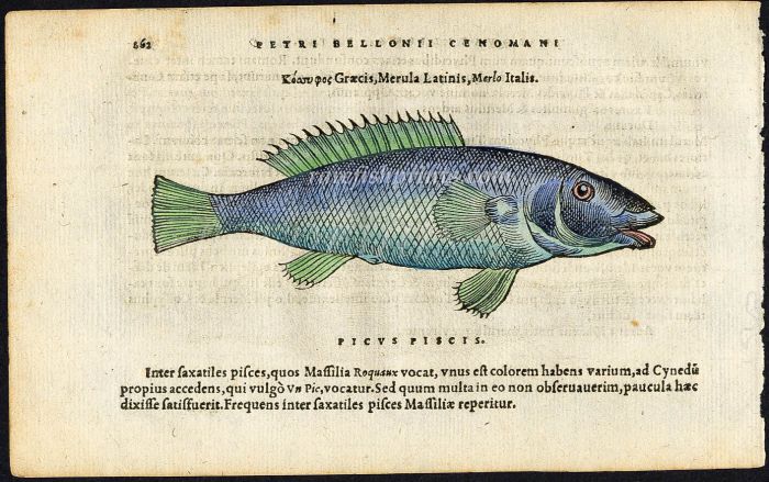 BELON WOODCUT FISH PRINTS - THE MERULA WRASSE  1553