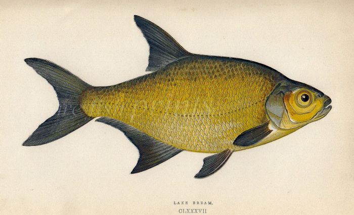 THE LAKE BRONZE BREAM fish print