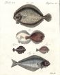 THE TURBOT, PEARL, FLOUNDER, DAB, HALIBUTprint