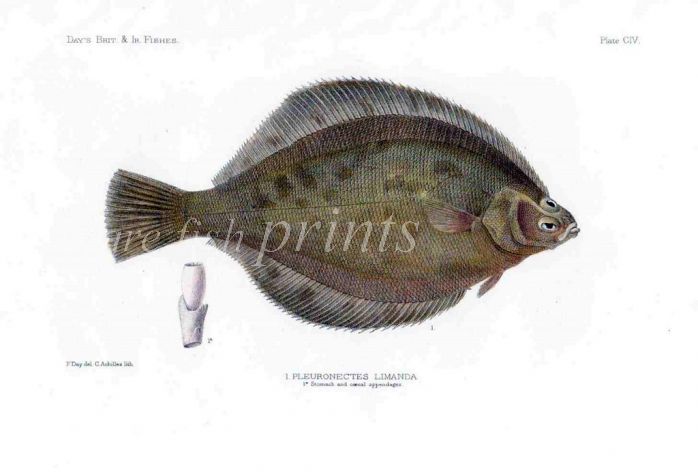 THE COMMON DAB - PLEURONECTES LIMANDA fish print