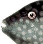 OCEAN TRIGGERFISH print - BALISTES (CANTHIDERMIS) MACULATUS  