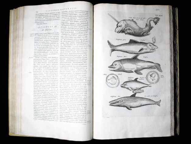 JONSTON & MERIAN - BOOK DETAIL