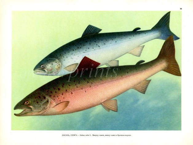 THE ATLANTIC SALMON print