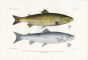 THE SEA TROUT or SEWEN print