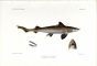 THE COMMON  SMOOTHHOUND SHARK - MUSTELUS fish print