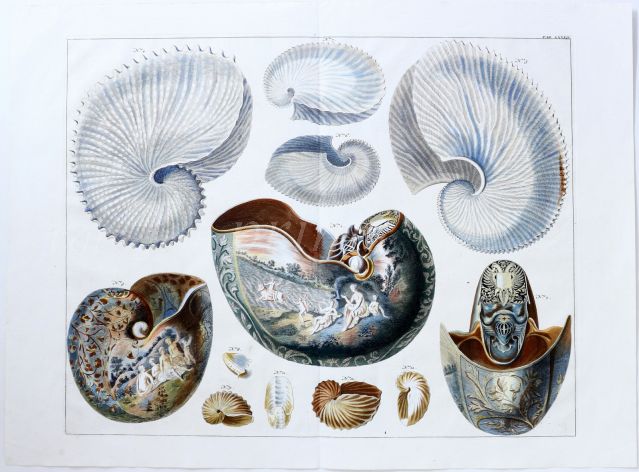 SEBA - FOLIO - CONCHOLOGY - THE CHAMBERED NAUTILUS & PAPER NAUTILUS 1734 - 1769