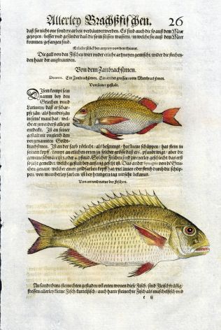 1598 GESNER FISH PRINT - THE DENTEX