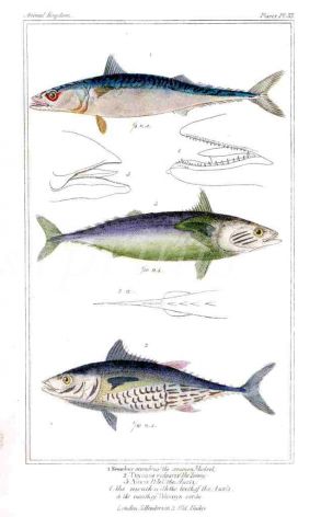 THE MACKEREL & TUNNY print