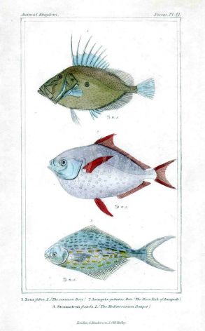 THE  JOHN DORY, MOONFISH & POMPET print