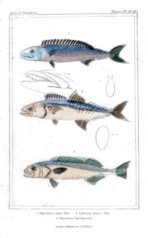 THE SPANISH MACKEREL print