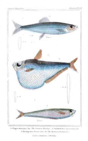 THE HERRING print