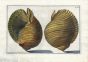 GUALTIERI - CONCHOLOGY: TAB 42 SHELL print 1742