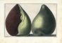 GUALTIERI - CONCHOLOGY: SHELL - COCHLEA MARINA 1742