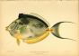 BLUESPINE UNICORNFISH print (Acanthurus Unicornis)