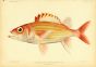 YELLOW STRIPED SQUIRRELFISH print (Flammo Scythrops - Jordan)
